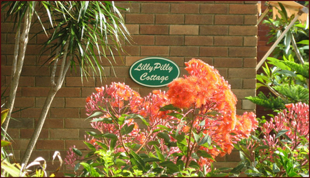 Lillypilly - thumb 0