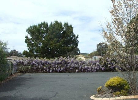 Lilac City Motor Inn & Streakhouse - Accommodation Bookings 1