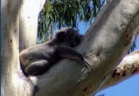 Dunbogan Caravan Park - thumb 2