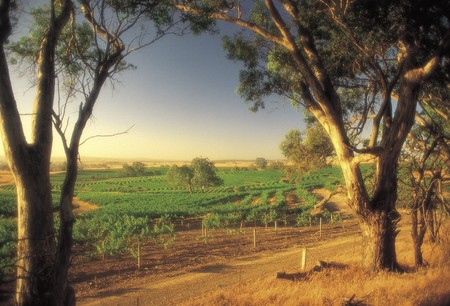 BIG 4 Barossa Tourist Park - thumb 5