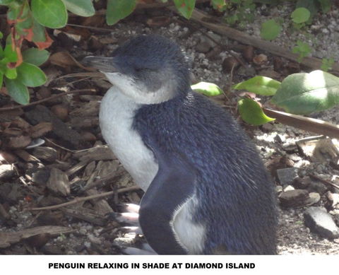 Diamond Island Resort - Accommodation Bookings 2