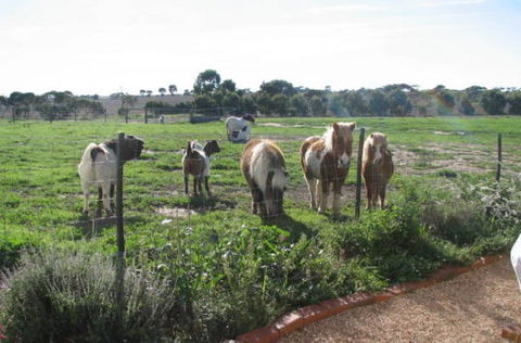 Redwing Shearer's Quarters - Accommodation Bookings 1