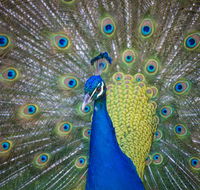 Willunga Peacock Farm Bed and Breakfast - Accommodation Bookings