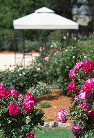 Country Comfort Mount Gambier - Accommodation Bookings 5