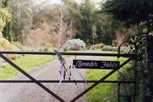 Adelaide Hills Country Cottages - Lavender Fields - Accommodation Bookings 3