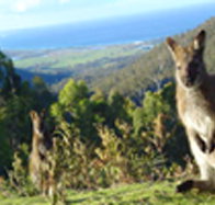 Rainbow Retreat Wilderness Eco Cabins - Accommodation Bookings