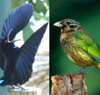 Chambers Wildlife Rainforest Lodges - Accommodation Bookings
