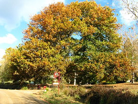 Red Rooster Host Farm - Accommodation Bookings 0