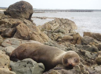 Rocky Glen Retreat By The Beach - Accommodation Bookings 2