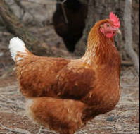 Avonmore Estate Biodynamic Winery - Accommodation Bookings