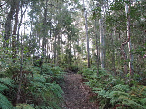 Maleny Country Cottages - Accommodation Bookings 1