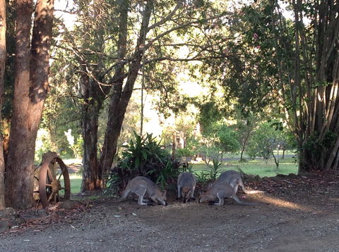 Maleny Country Cottages - Accommodation Bookings 5