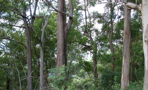 Bamboo Retreat - Accommodation Bookings 1