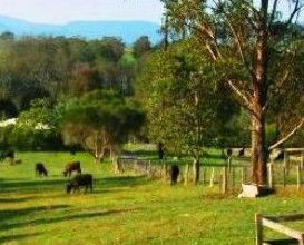 Giba Gunyah Country Cottages - Accommodation Bookings 1