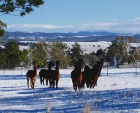 Castanian - Accommodation Bookings 1