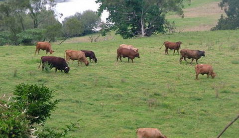 Bemurrah Homestead At Pee Dee - Accommodation Bookings 5