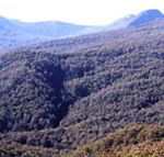 Callicoma Hill Eco-Cabins - Accommodation Bookings