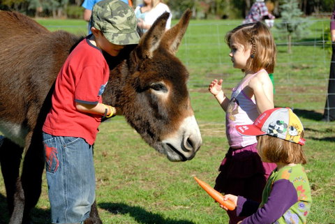 Diamond Forest Farm Stay - Accommodation Bookings 3