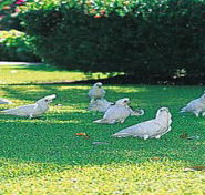 Aurora Kakadu - Accommodation Bookings