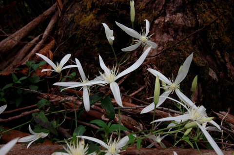 Walpole Wilderness Resort - Accommodation Bookings 7