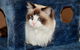 Crufts K9 Lodge & Cat Hotel - thumb 0