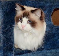 Crufts K9 Lodge amp Cat Hotel - Accommodation Bookings