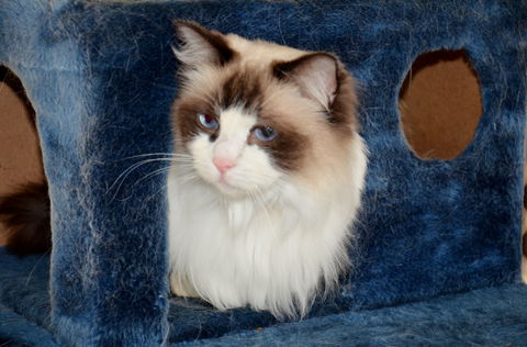 Crufts K9 Lodge & Cat Hotel - Accommodation Bookings 0