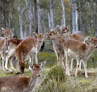 Lake Leake Chalet - Accommodation Bookings