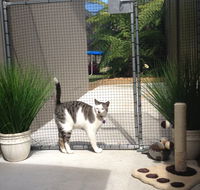 Caringbah Cat Hotel - Accommodation Bookings
