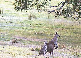 Kangaroo Ridge Retreat - Accommodation Bookings 0