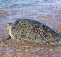 Mackerel Islands - Accommodation Bookings