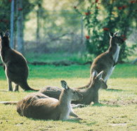 Tangkuinya - Accommodation Bookings