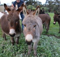 Donkey Tales Farm Cottages - Accommodation Bookings