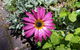 Kiewa Country Cottages - thumb 0