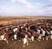 Bond Springs Outback Retreat - Accommodation Bookings