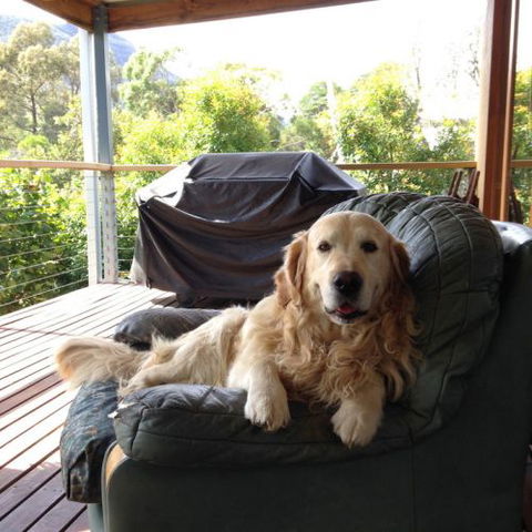 Ant's Halls Gap Holiday House - Accommodation Bookings 7
