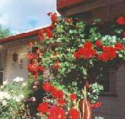 Rose Cottage Bed And Breakfast - Accommodation Bookings