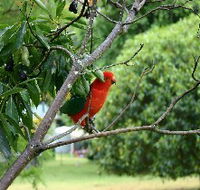 Bunya Mountains Accommodation Centre - Chalets And Holiday Homes - Accommodation Bookings