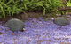 The African Cottage - thumb 15