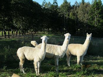 Blackwattle Farm B&B And Farm Stay - Accommodation Bookings 0