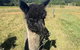 Blackwattle Farm B&B And Farm Stay - thumb 4
