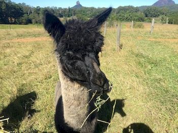 Blackwattle Farm B&B And Farm Stay - Accommodation Bookings 4