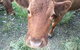 Blackwattle Farm B&B And Farm Stay - thumb 5