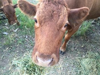 Blackwattle Farm B&B And Farm Stay - Accommodation Bookings 5