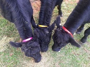 Blackwattle Farm B&B And Farm Stay - Accommodation Bookings 6