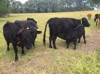 Blackwattle Farm B&B And Farm Stay - Accommodation Bookings 8