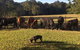 Blackwattle Farm B&B And Farm Stay - thumb 13