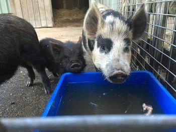 Blackwattle Farm B&B And Farm Stay - Accommodation Bookings 14