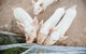 Blackwattle Farm B&B And Farm Stay - thumb 39
