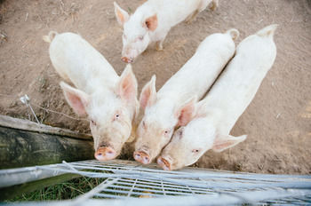 Blackwattle Farm B&B And Farm Stay - Accommodation Bookings 39